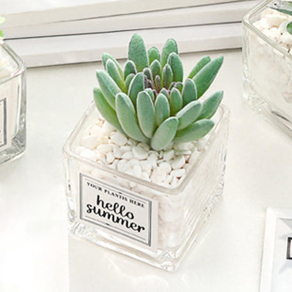 Artificial Succulent Plants Leaf Desktop Decoration Portable Stones Glass Bottle