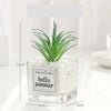 Artificial Succulent Plants Leaf Desktop Decoration Portable Stones Glass Bottle